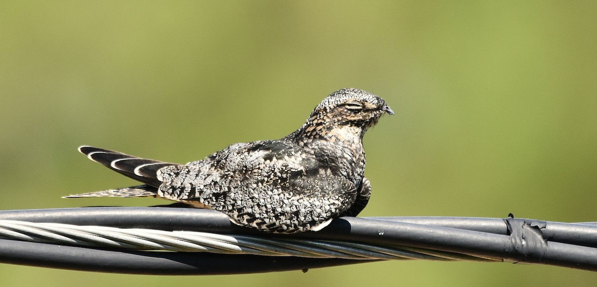 Common Nighthawk - ML607649451