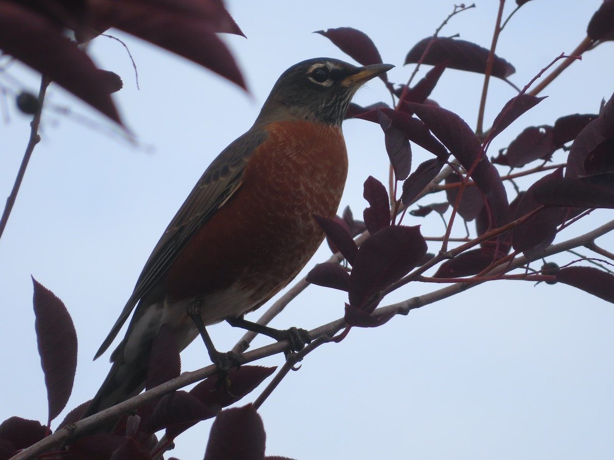 American Robin - ML607649741