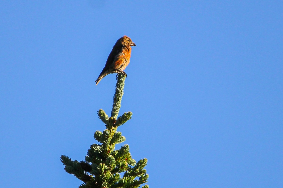 Red Crossbill - ML607650261