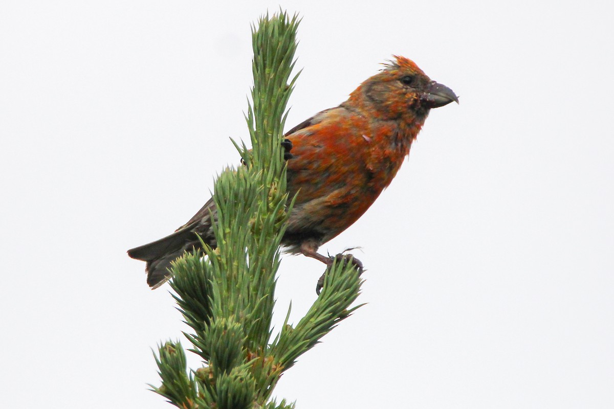 Red Crossbill - ML607650271