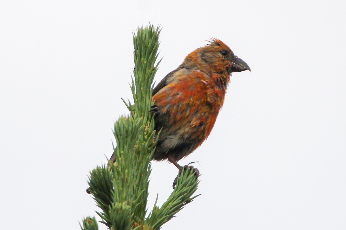 Red Crossbill - ML607650281