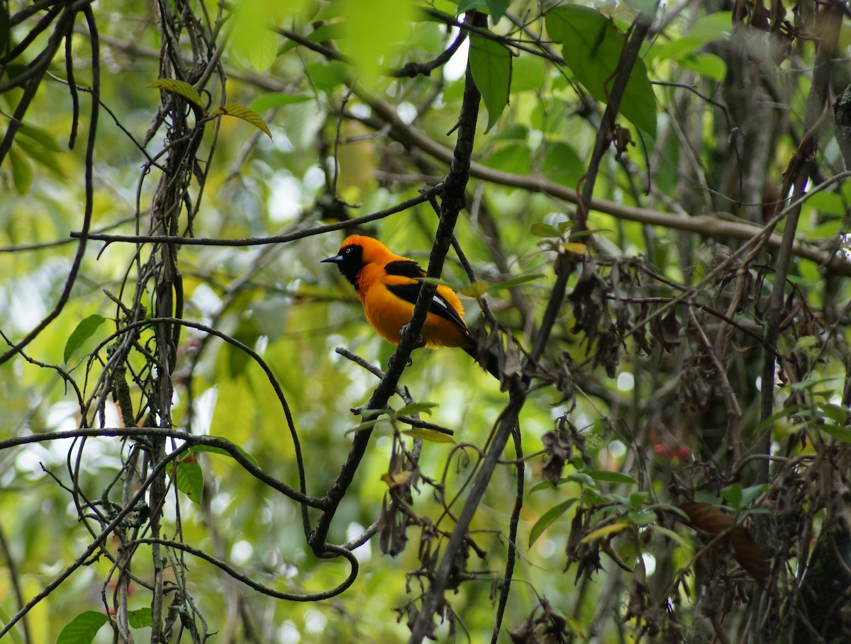 Orange-backed Troupial - ML607650471