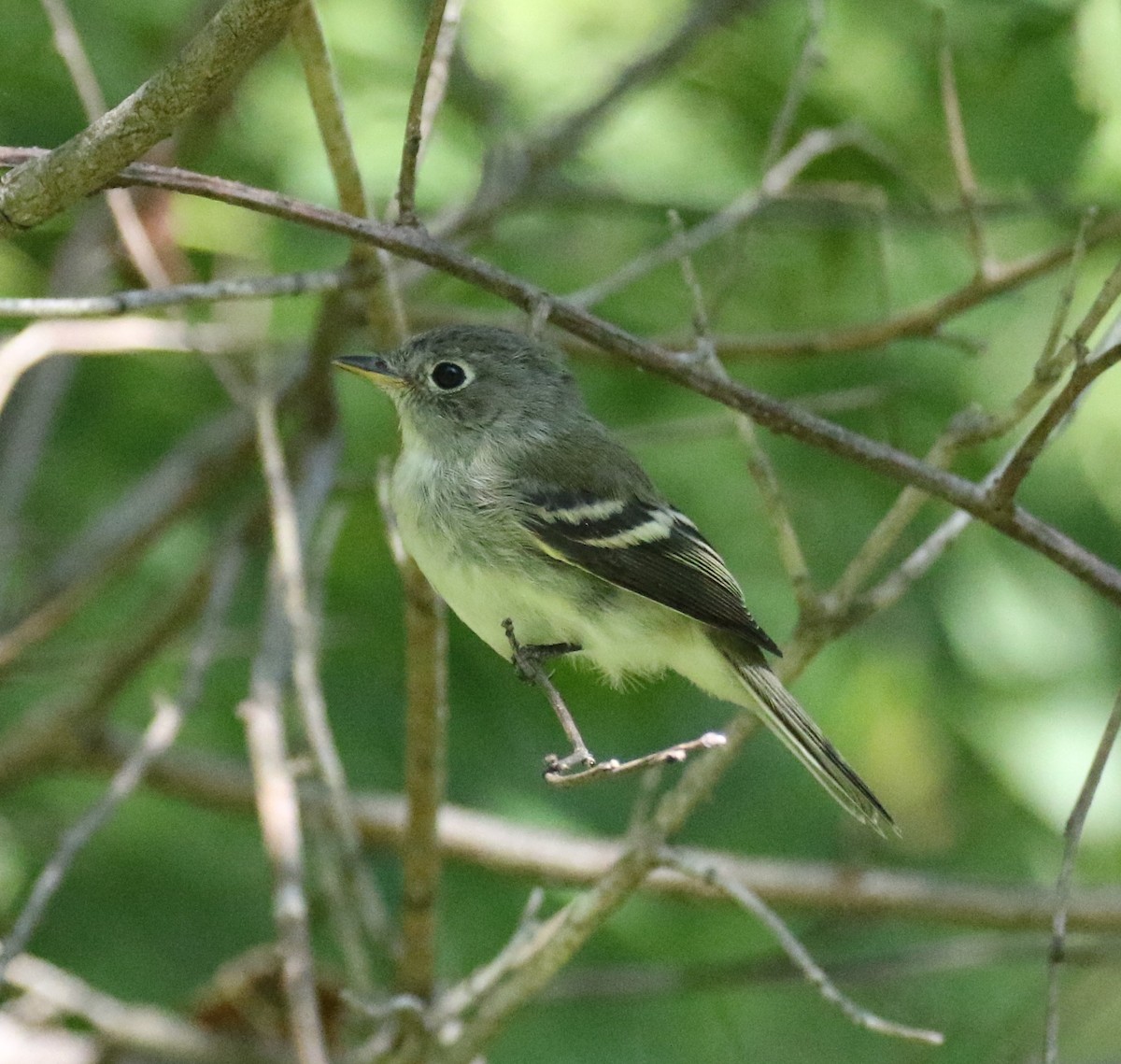 Least Flycatcher - ML607650491