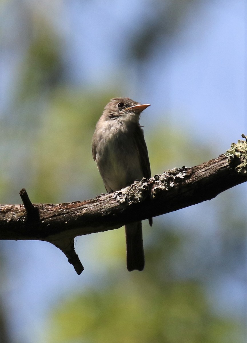 Eastern Wood-Pewee - ML607650541