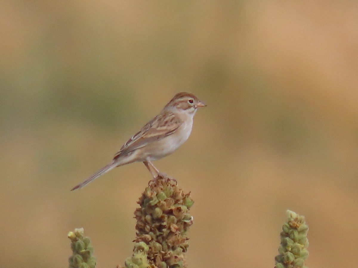 Clay-colored Sparrow - ML607650871