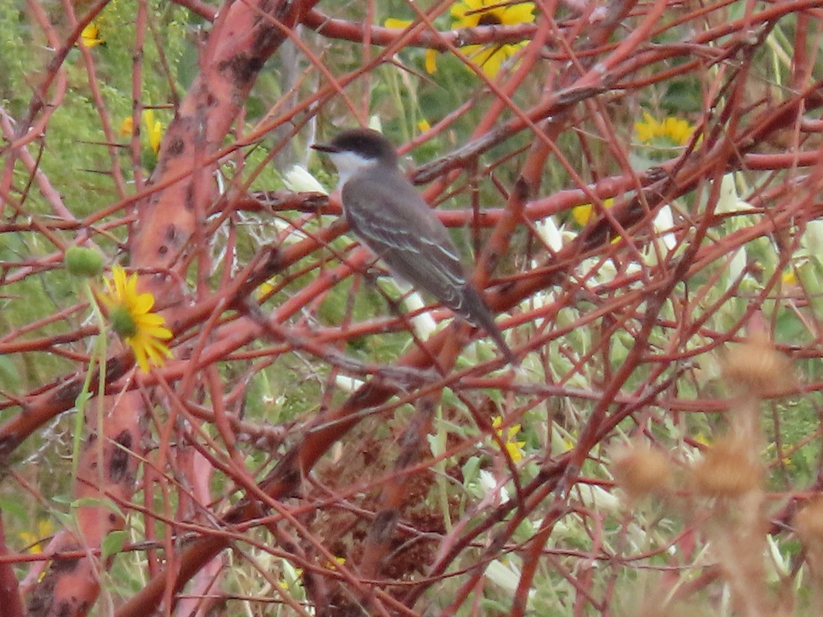 Eastern Kingbird - ML607650941