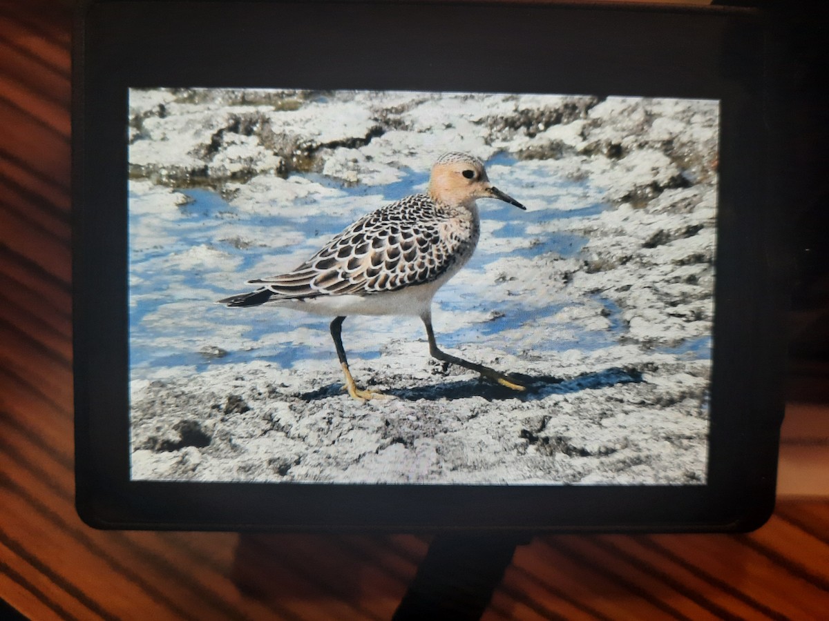 Жовтоволик - ML607651481