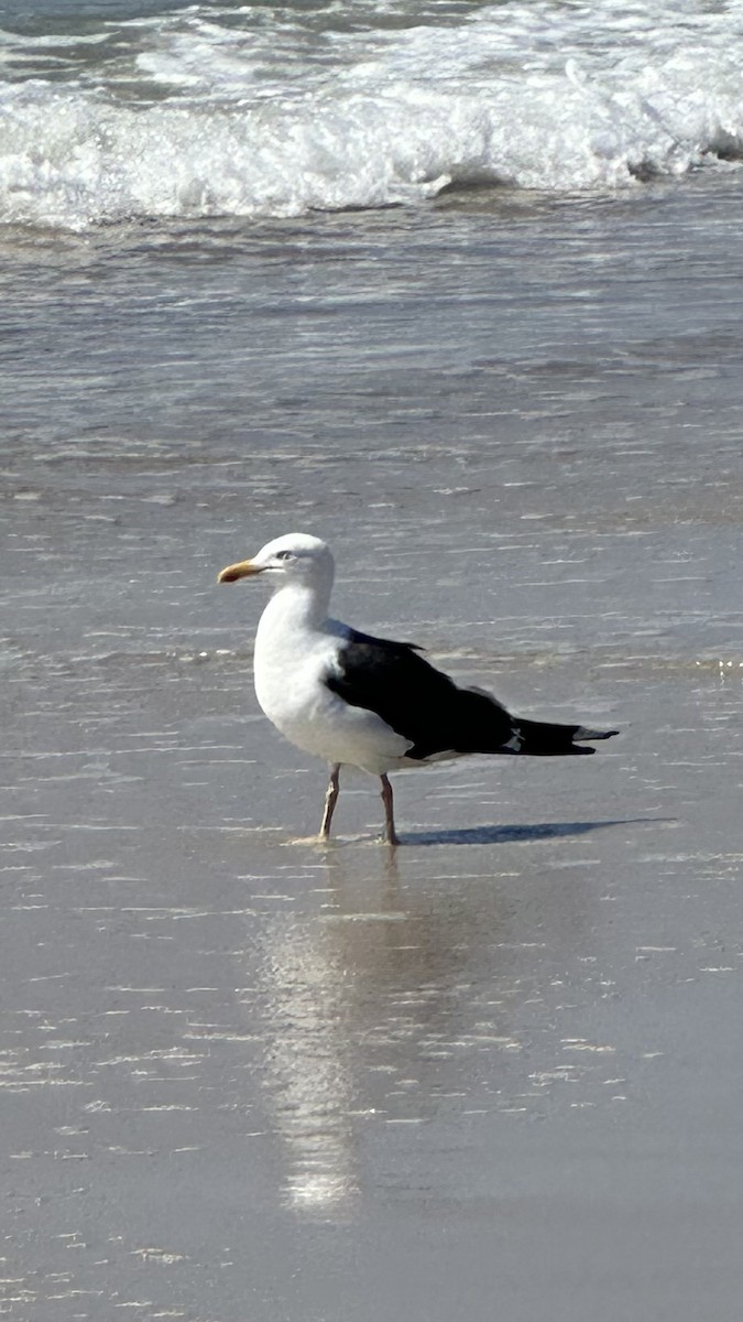 Lesser Black-backed Gull - ML607652081