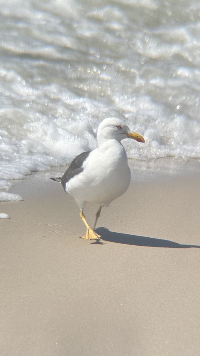 Lesser Black-backed Gull - ML607652091