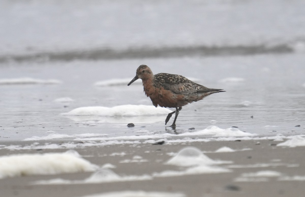 Red Knot - Kevin Scaldeferri