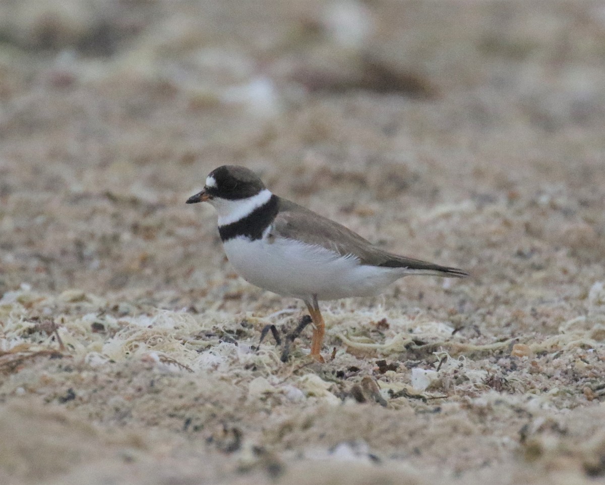 Semipalmated Plover - Greg Ward