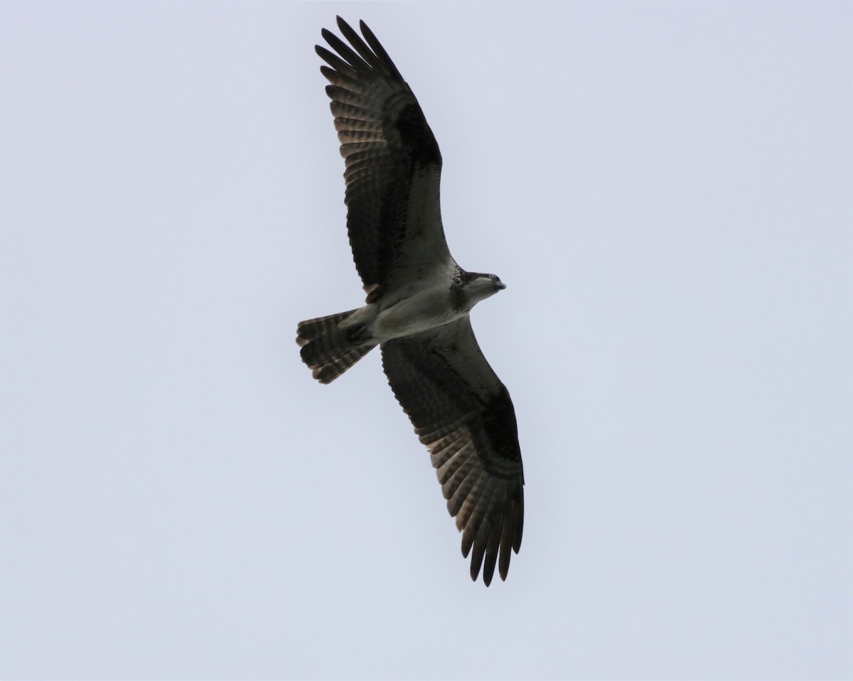 Águila Pescadora - ML607652901