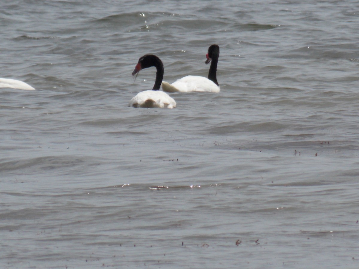 Black-necked Swan - ML60765311