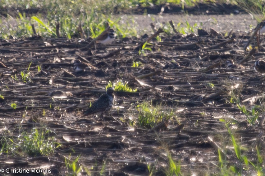 American Golden-Plover - ML607653171