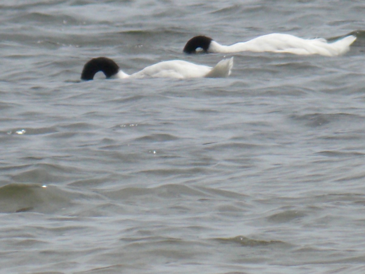 Black-necked Swan - ML60765331