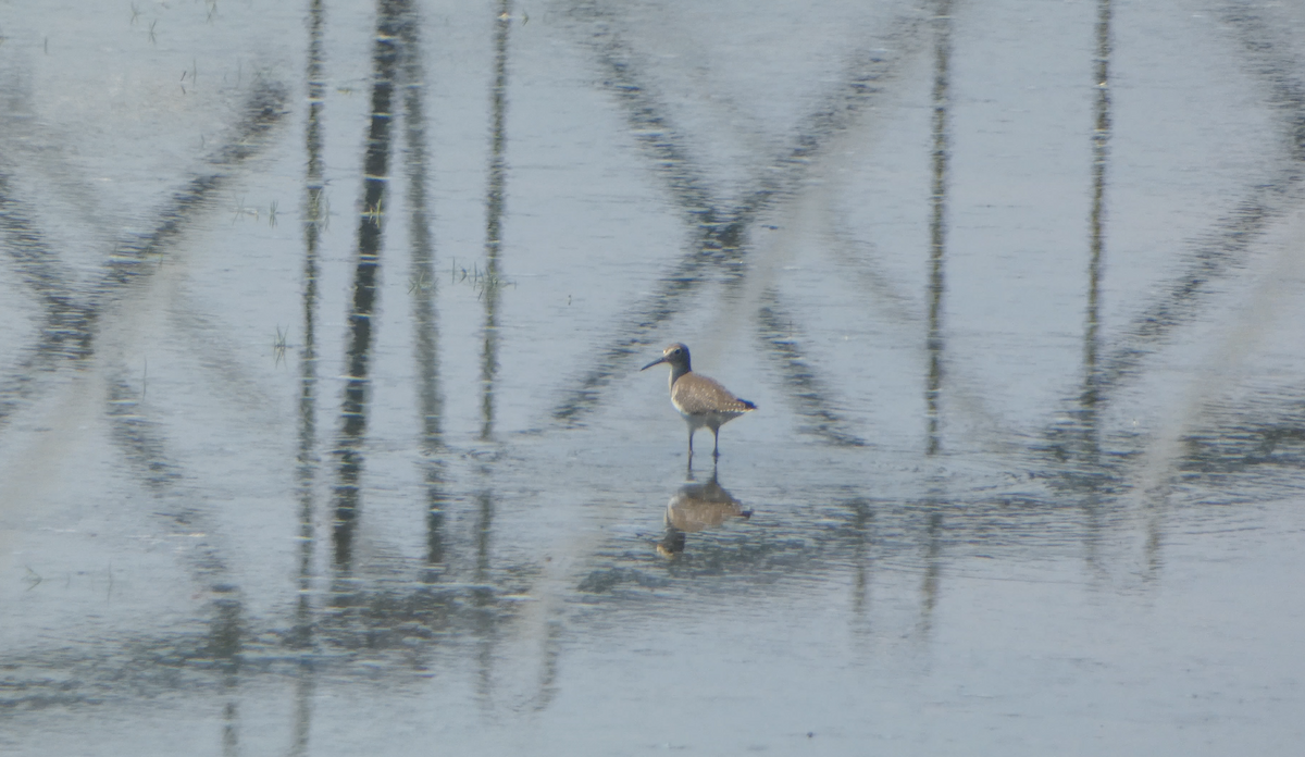 Solitary Sandpiper - ML607653381