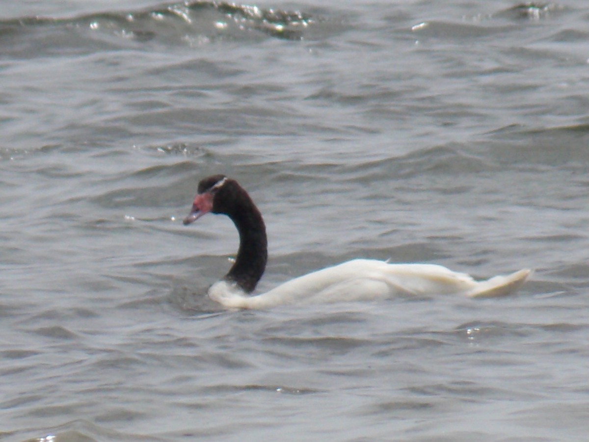 Black-necked Swan - ML60765341
