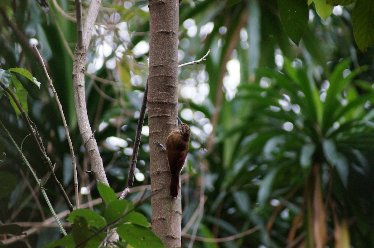 Planalto Woodcreeper - ML607653531