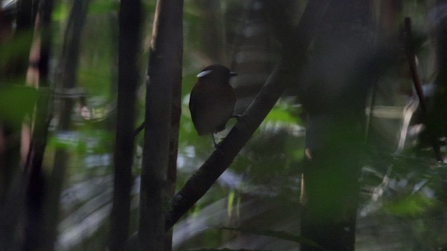 Chestnut-belted Gnateater - ML607653561