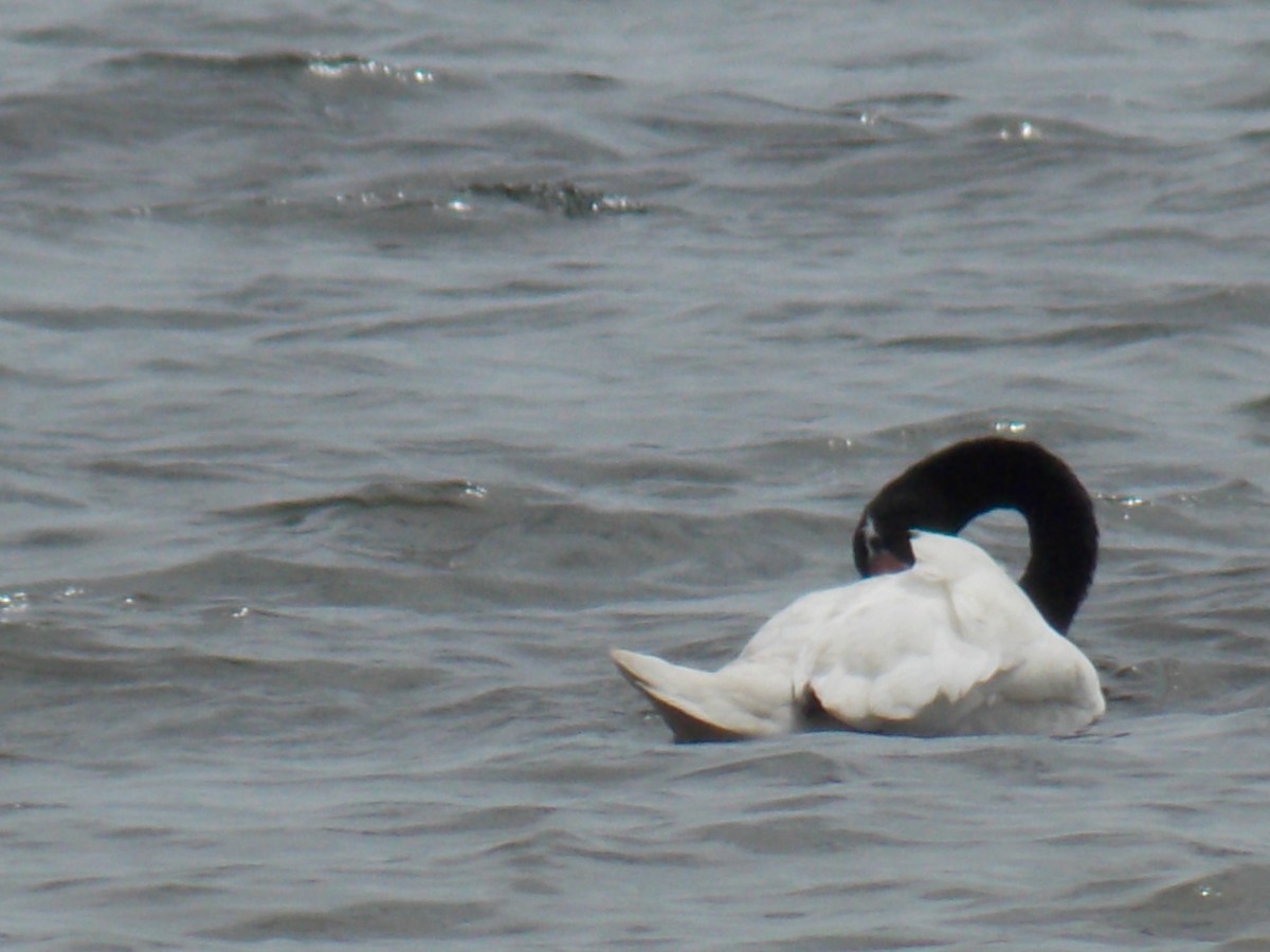 Black-necked Swan - ML60765361