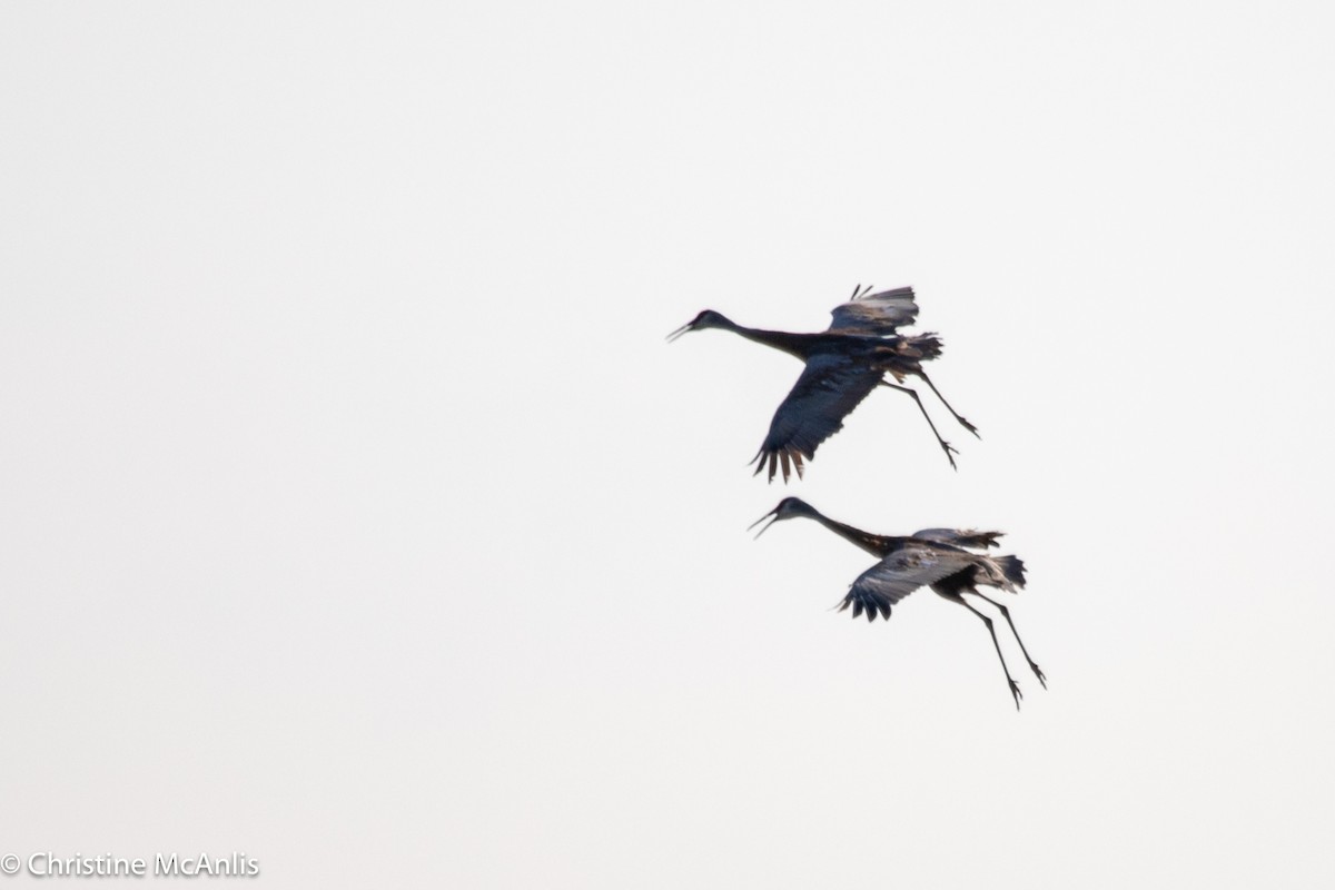 Sandhill Crane - ML607653651