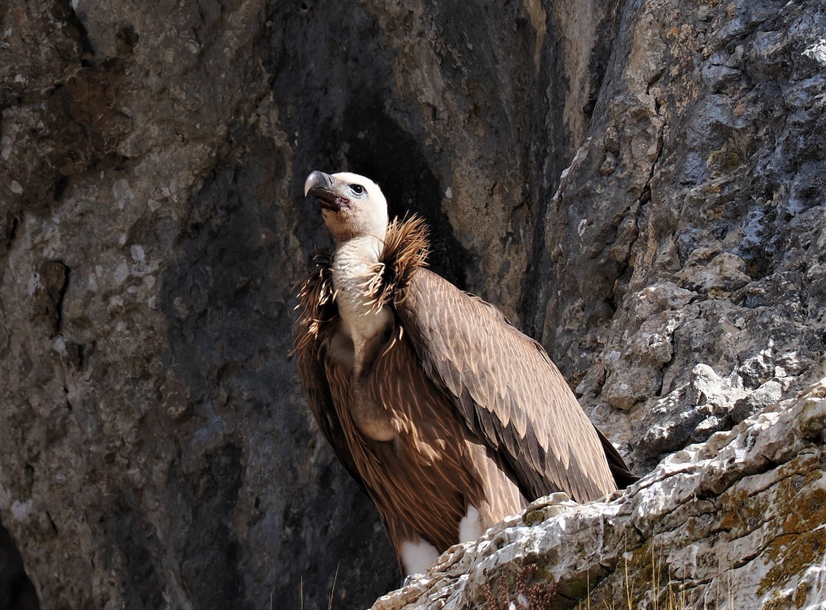 Eurasian Griffon - ML607653851