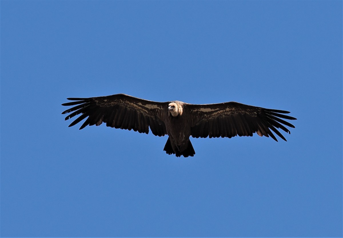 Buitre Leonado - ML607653901