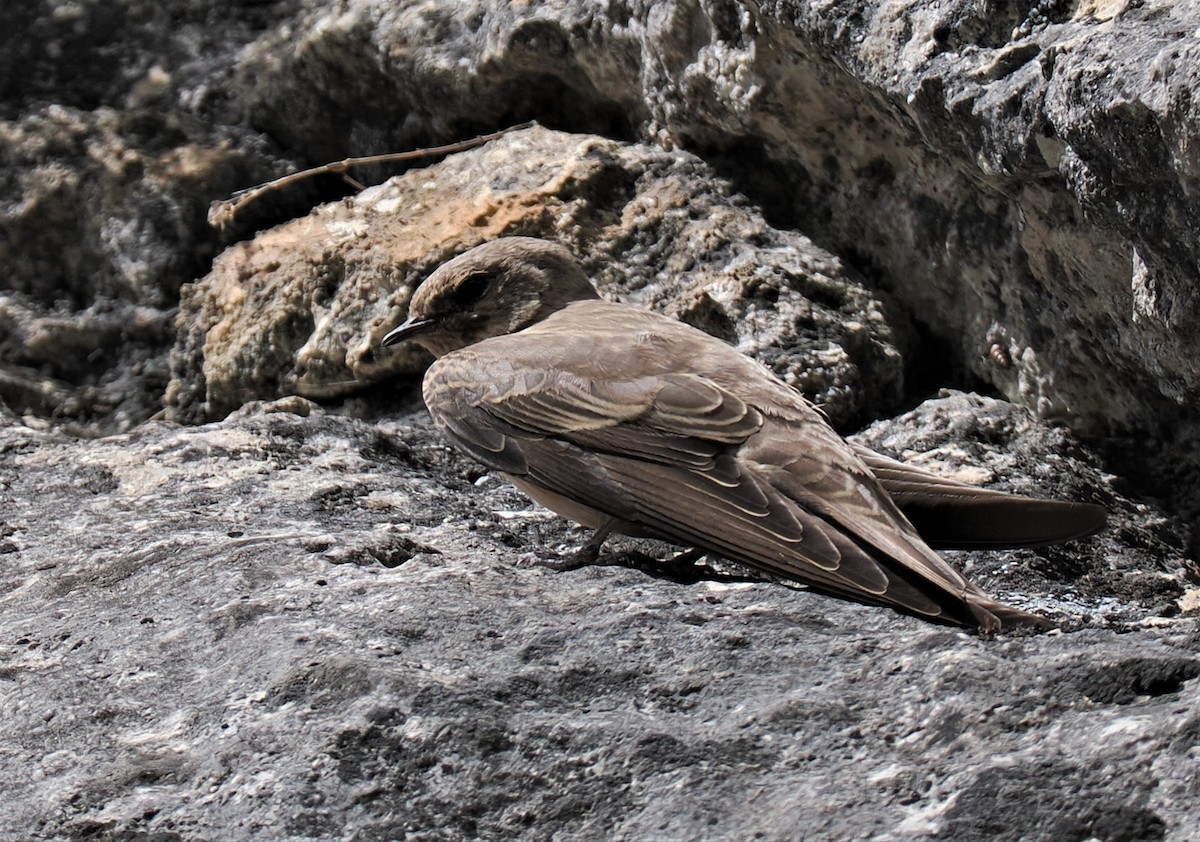 Eurasian Crag-Martin - ML607654051