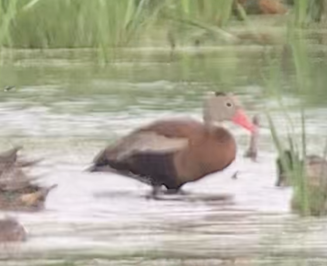 Black-bellied Whistling-Duck - ML607654171