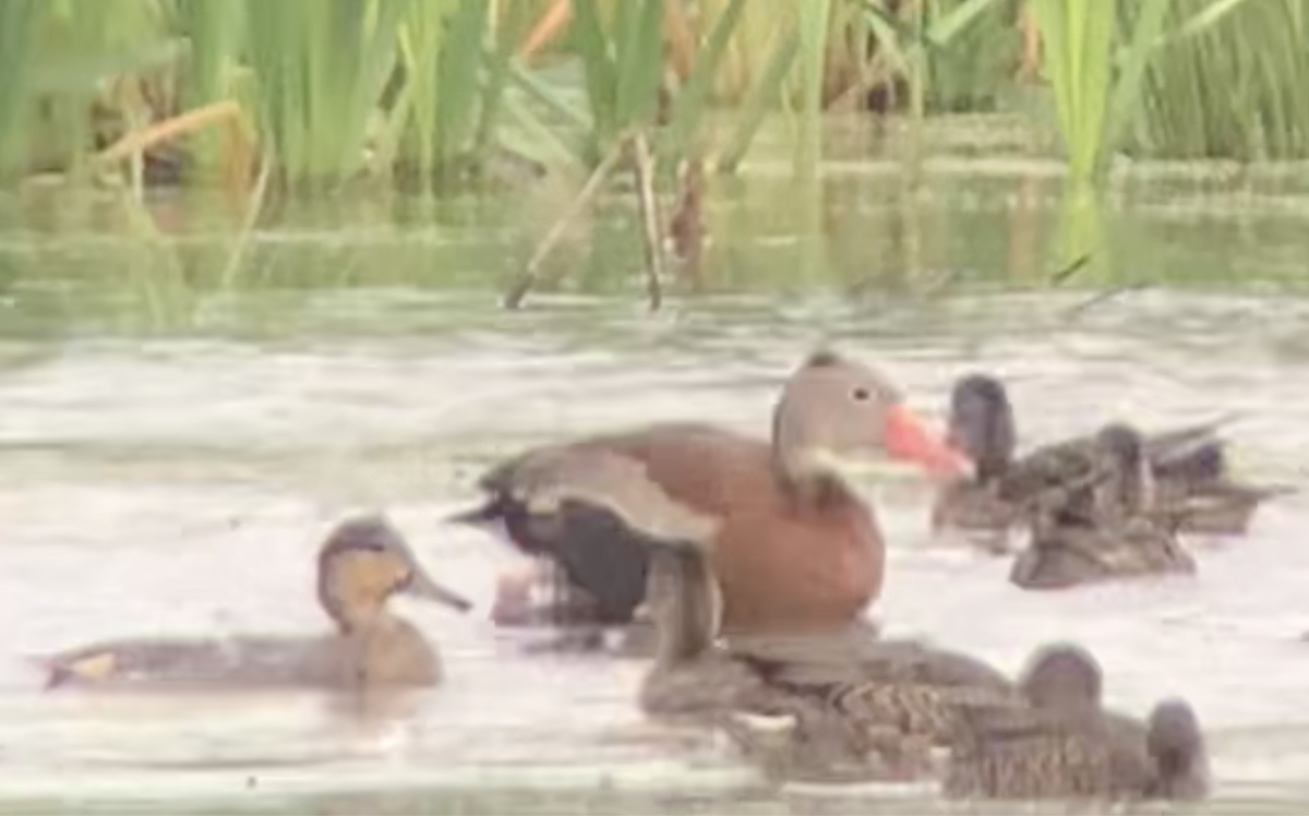 Black-bellied Whistling-Duck - ML607654181