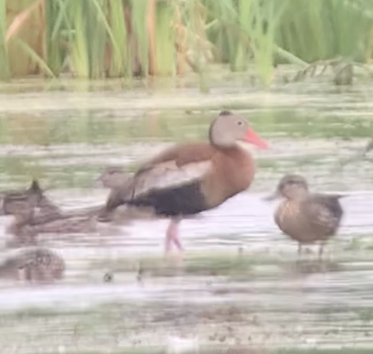 Black-bellied Whistling-Duck - ML607654191