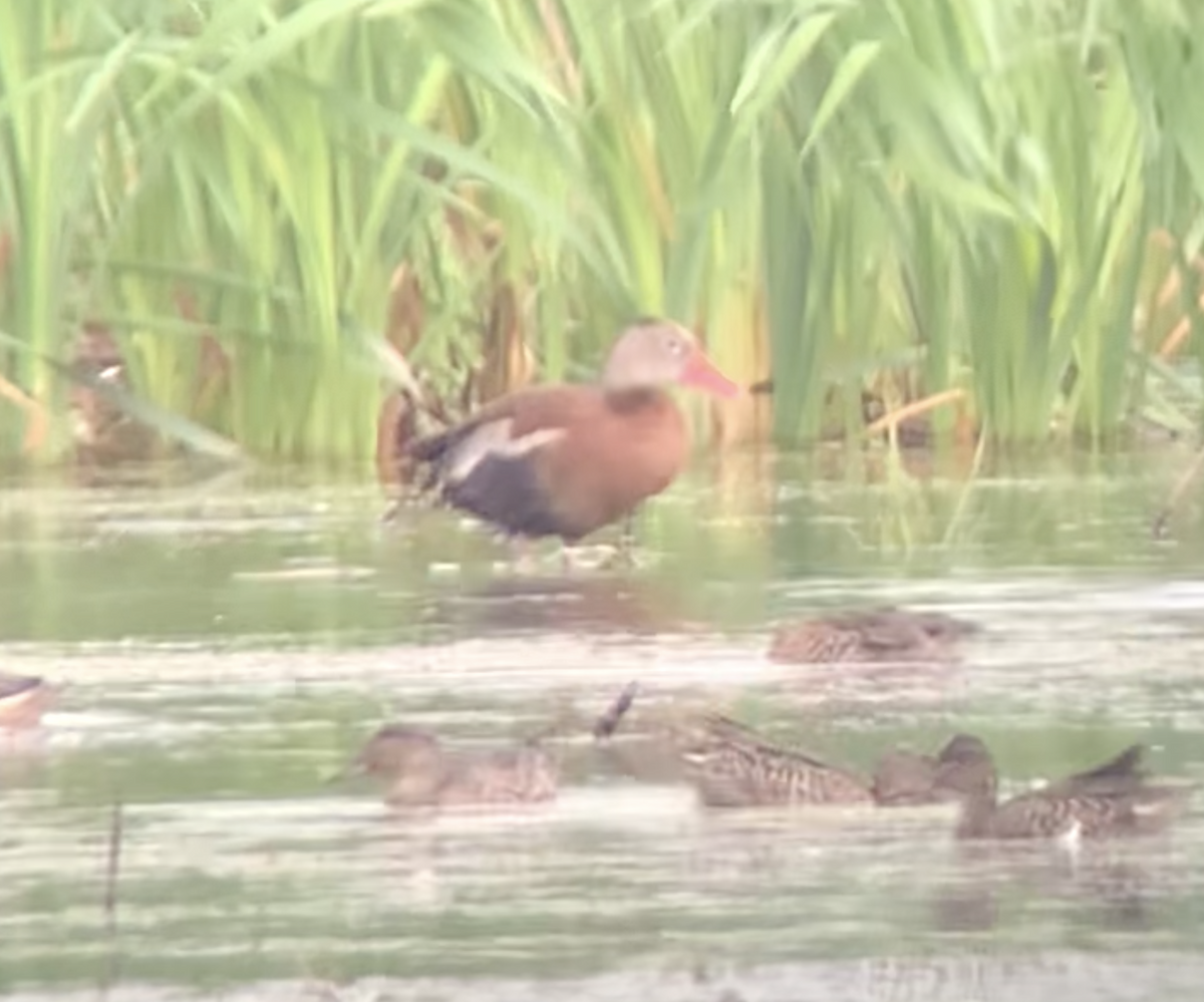 Black-bellied Whistling-Duck - ML607654201