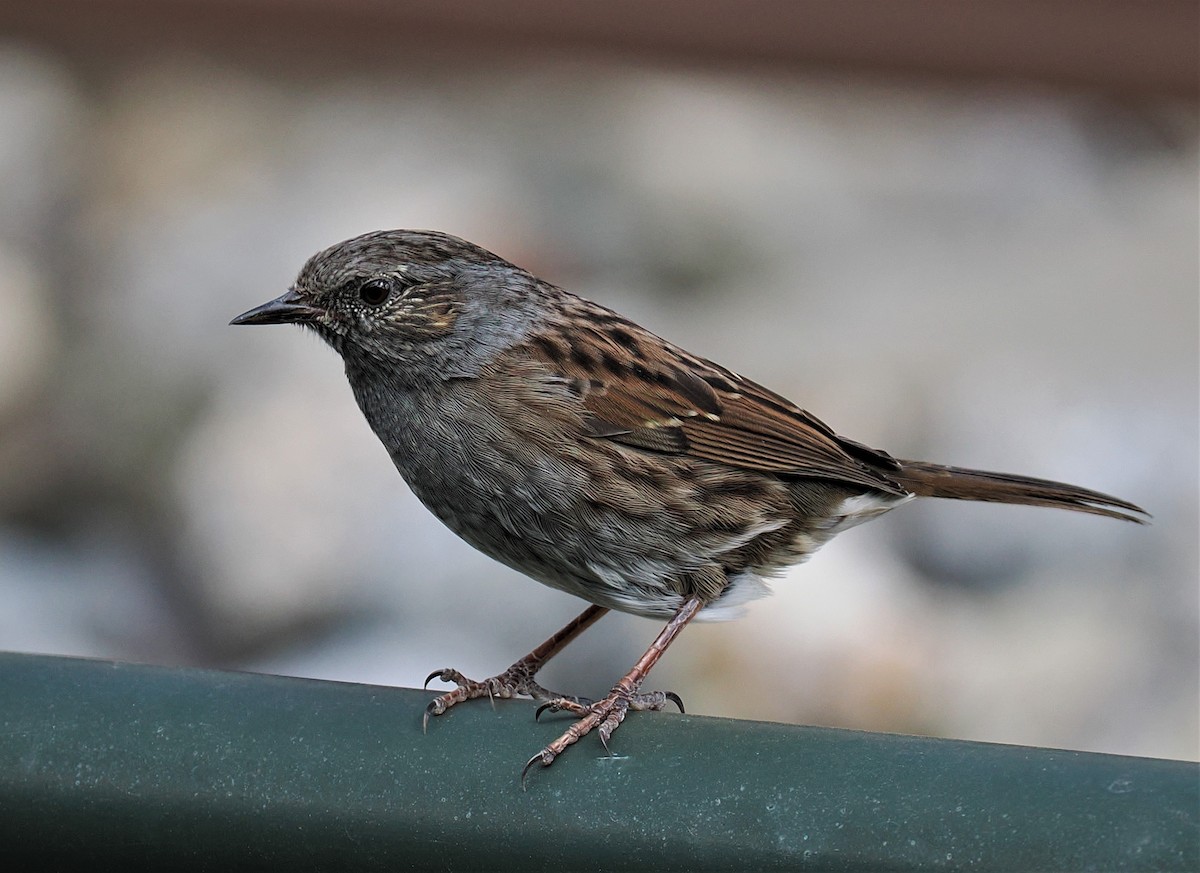 Dunnock - Rafael Hermosilla Ortega