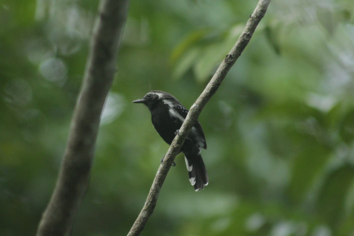 Southern White-fringed Antwren - ML607654831