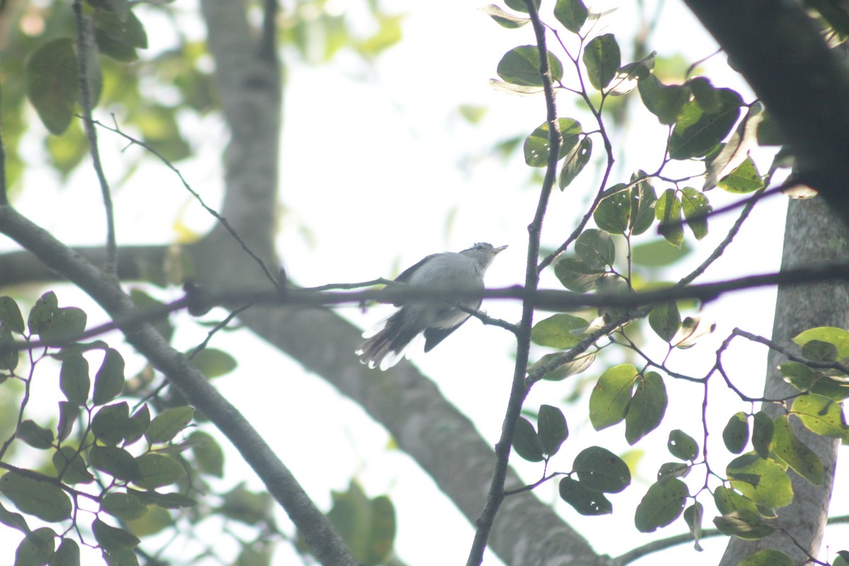 Tropical Gnatcatcher (atricapilla) - ML607655871