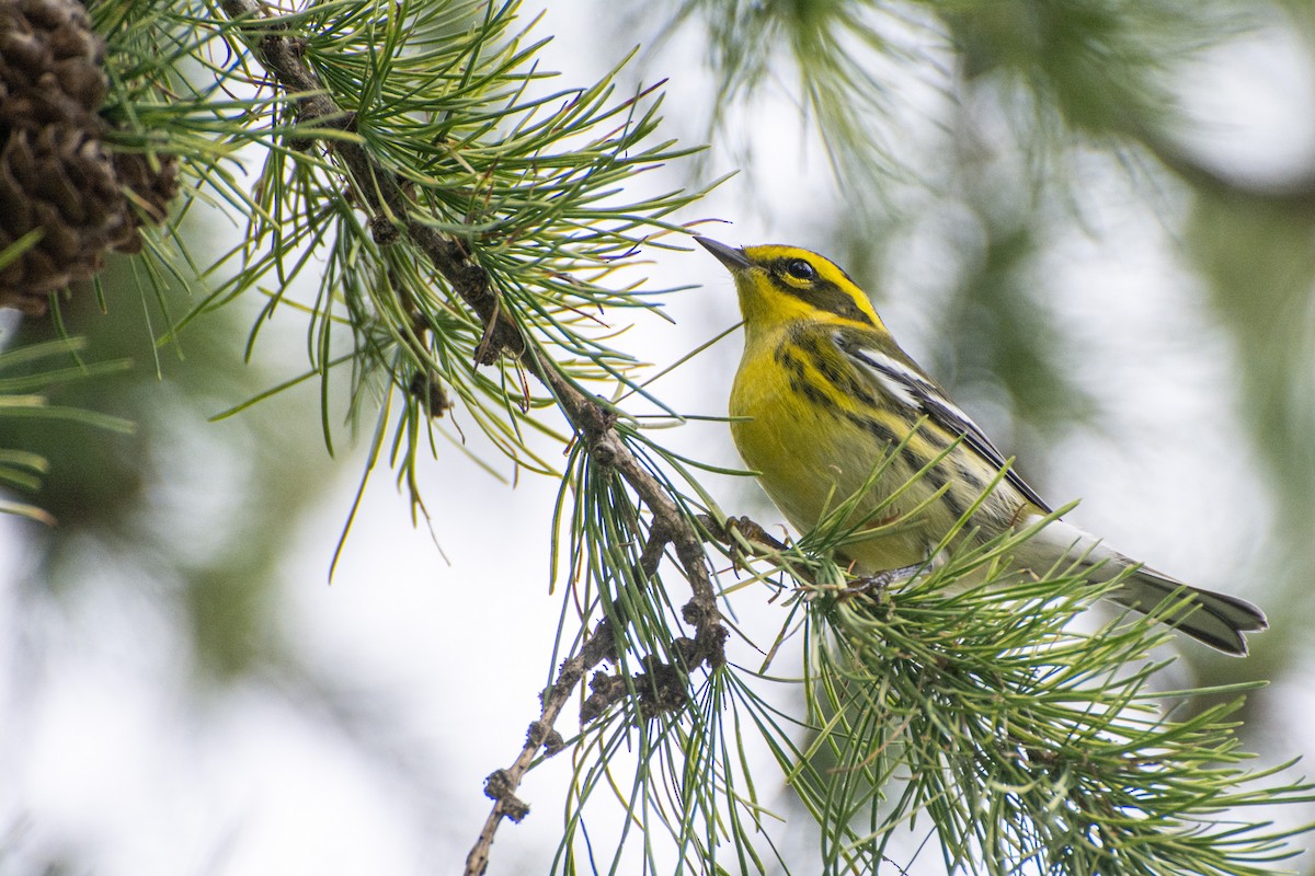 Townsend's Warbler - ML607656671