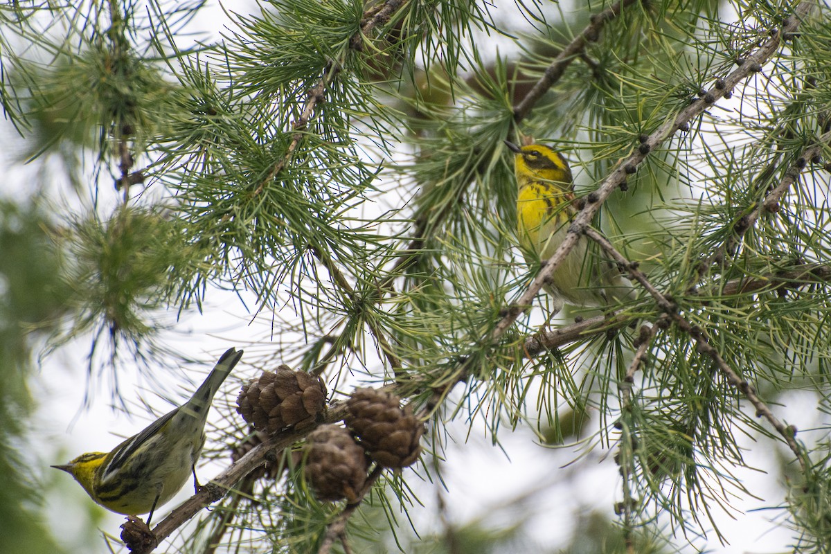 Townsend's Warbler - ML607656681
