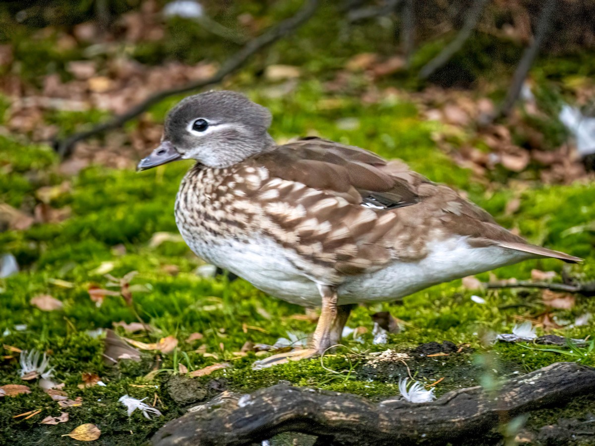 Mandarin Duck - Roger Hardie