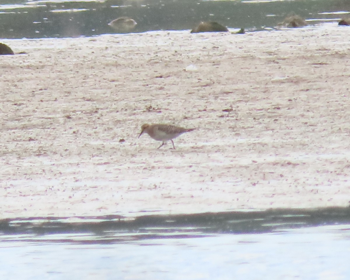 Baird's Sandpiper - ML607658041
