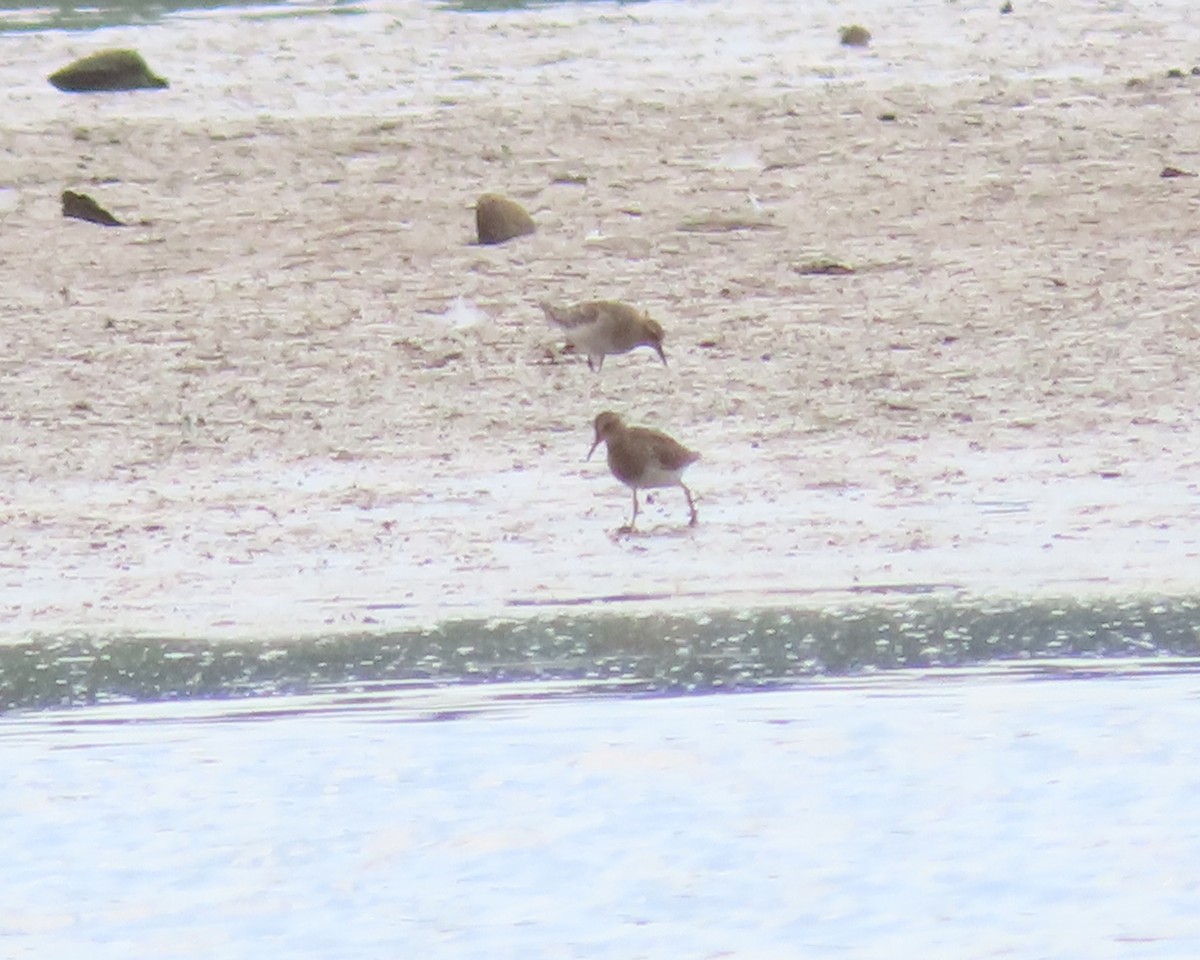 Baird's Sandpiper - ML607658061