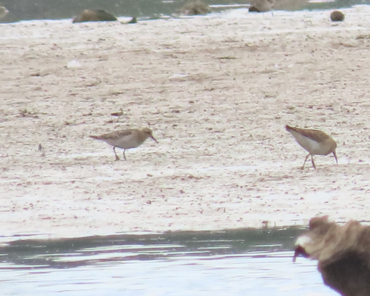 Baird's Sandpiper - ML607658081