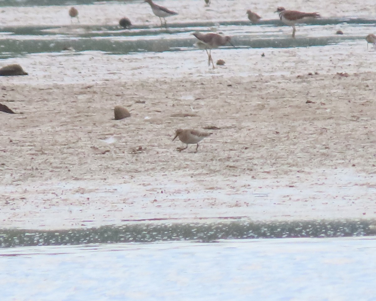 Baird's Sandpiper - ML607658091
