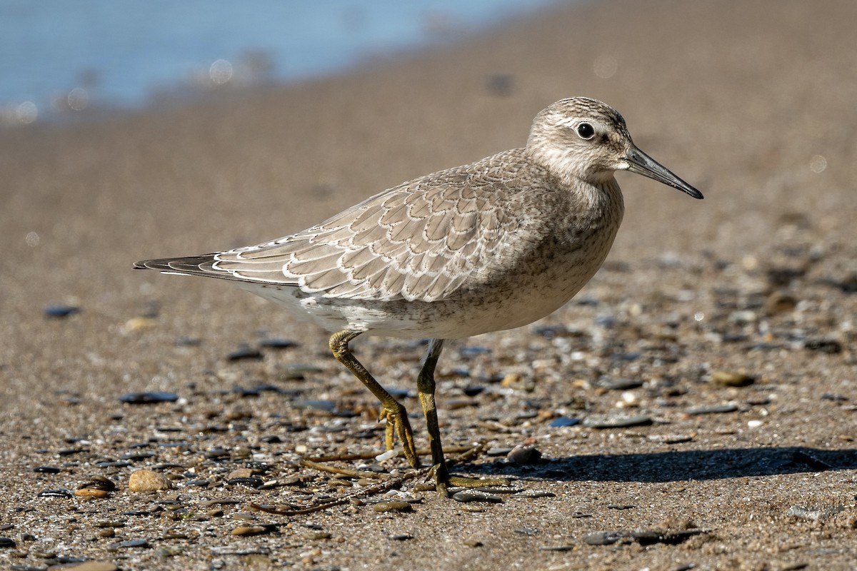 Red Knot - Bill Massaro