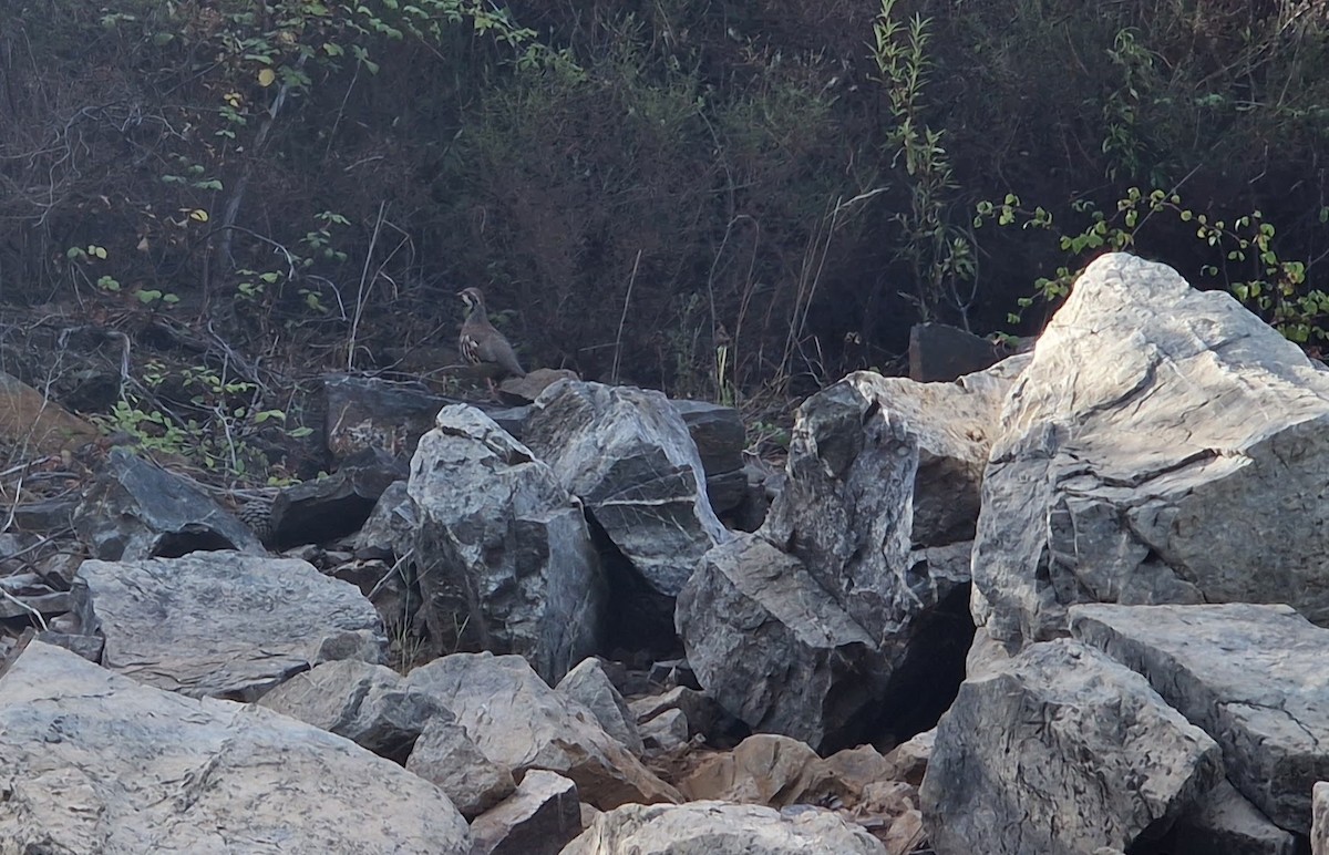 Red-legged Partridge - ML607658611