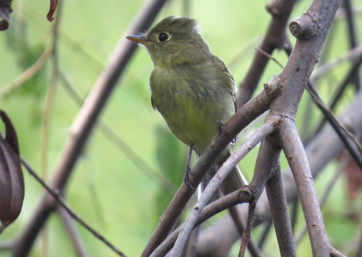 Yellow-bellied Flycatcher - shelley seidman