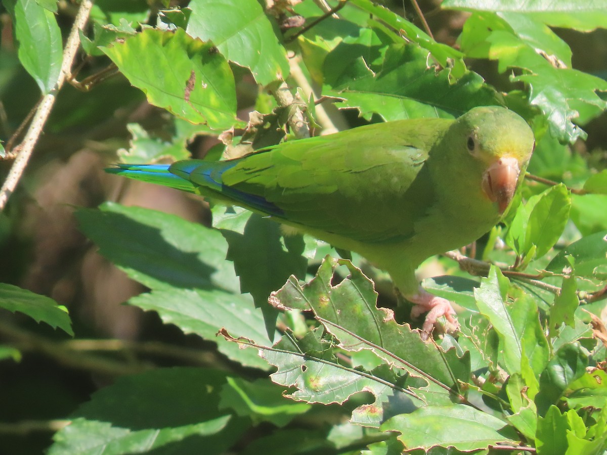 Cobalt-winged Parakeet - ML607659821