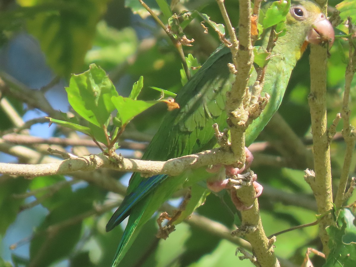 Cobalt-winged Parakeet - ML607659831