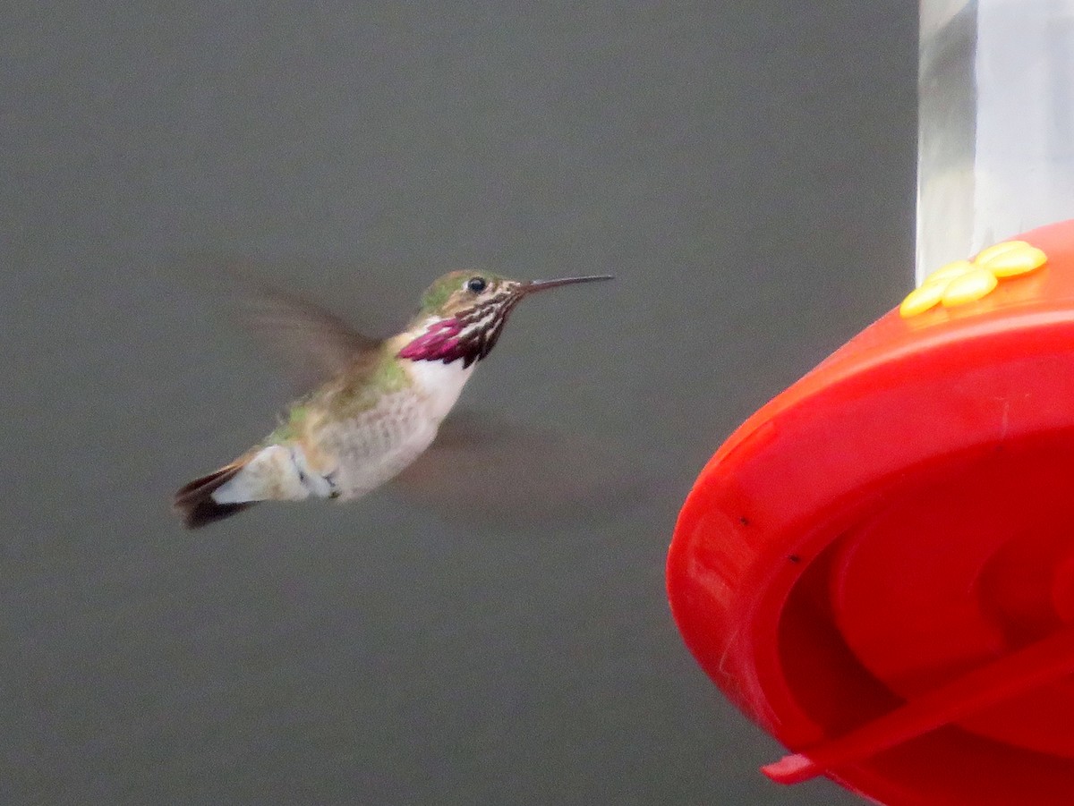 Calliope Hummingbird - ML60766021