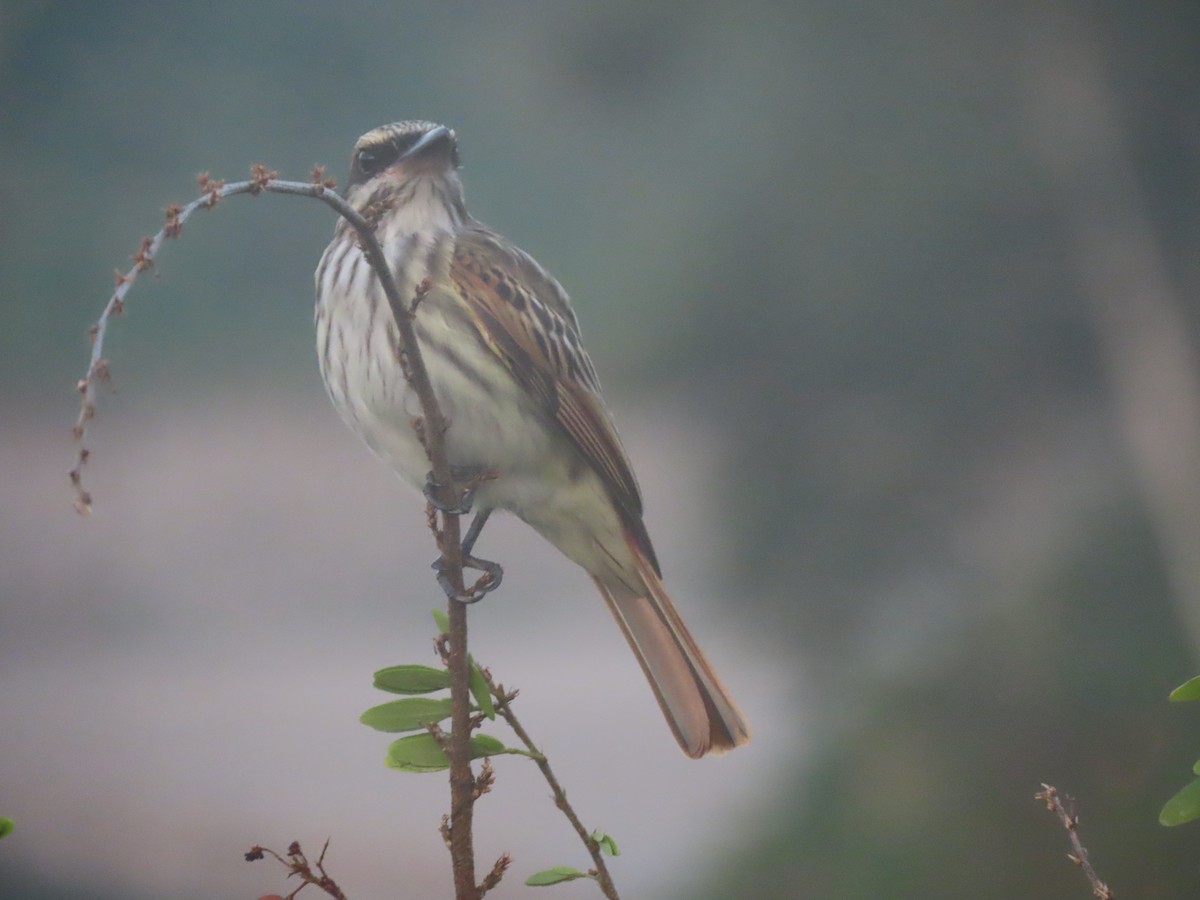 Streaked Flycatcher - ML607660281