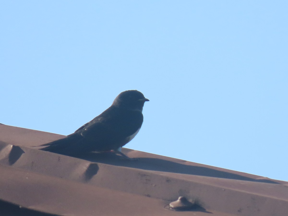 White-banded Swallow - ML607660361